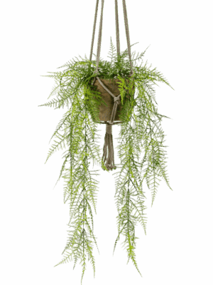 Asparagus Plumosus