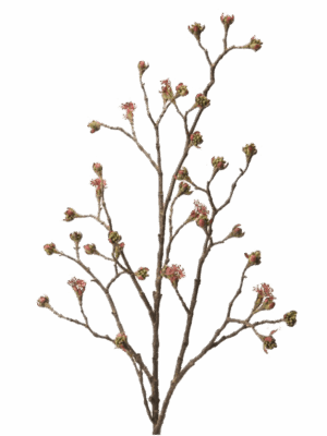 Acer