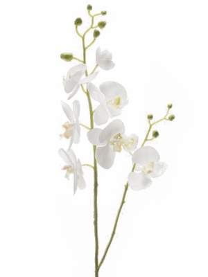 Phalaenopsis