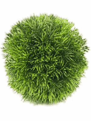 Grass