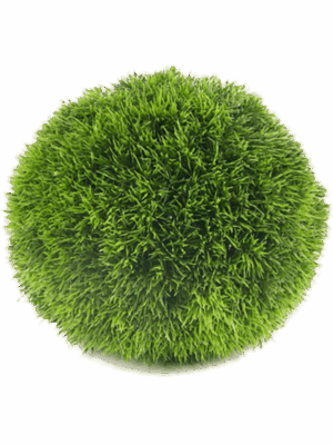 Grass