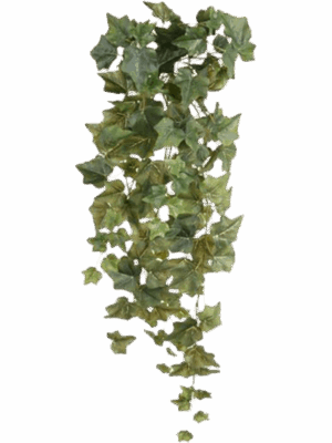 Ivy