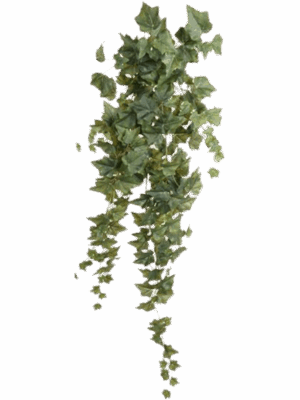 Ivy