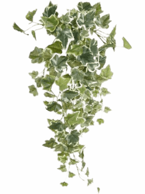 Ivy