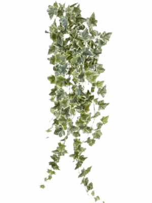 Ivy