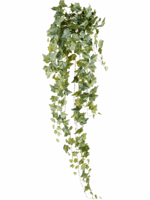 Ivy