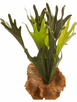 Fern Staghorn