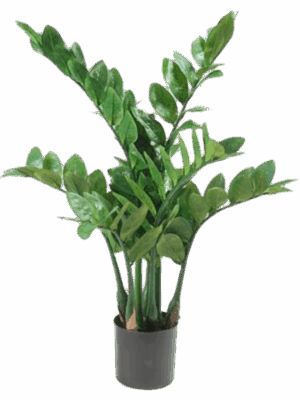 Zamioculcas