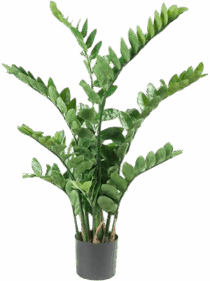 Zamioculcas