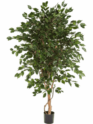 Ficus Exotica