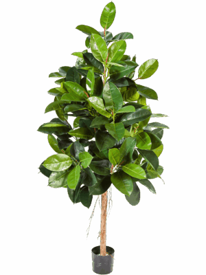 Ficus Elastica