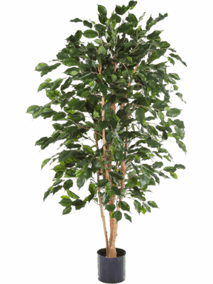 Ficus Exotica