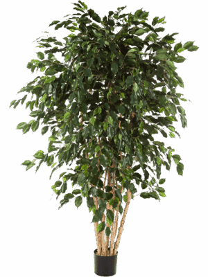 Ficus Exotica
