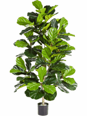 Ficus Lyrata