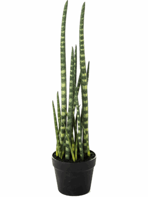 Baton