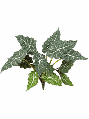Alocasia