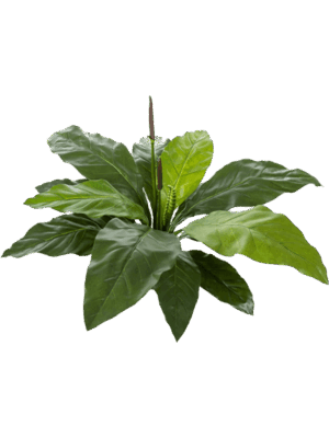 Anthurium Jungle King
