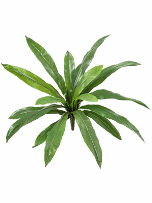 Asplenium Fern