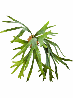 Fern Staghorn