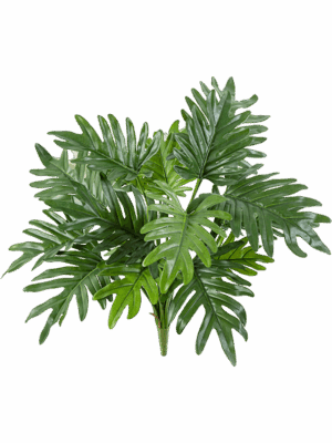 Philodendron Selloum