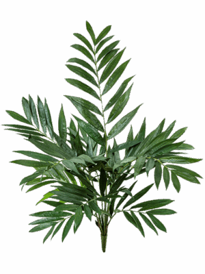 Parlour Palm