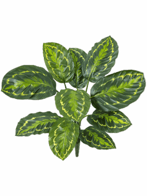 Calathea Roseopicta