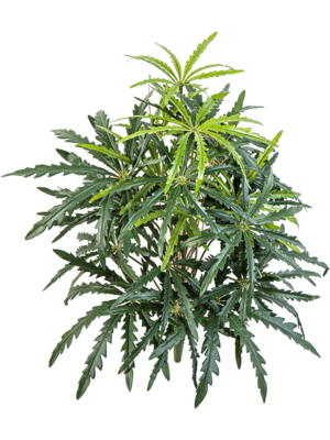 Aralia