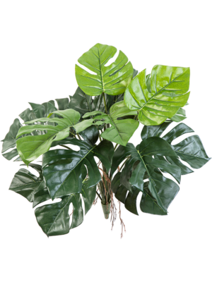 Split Philondendron