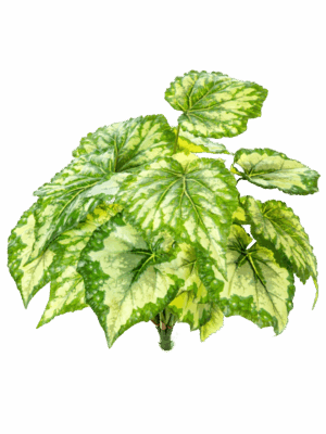 Begonia