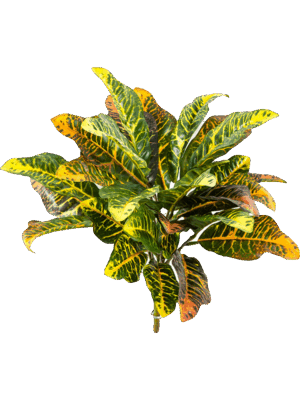 Croton