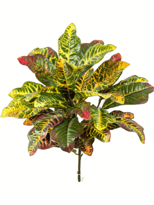 Croton