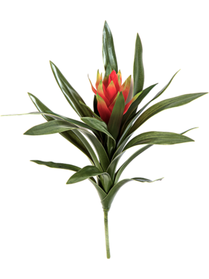 Bromelia