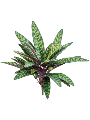 Calathea Peacock