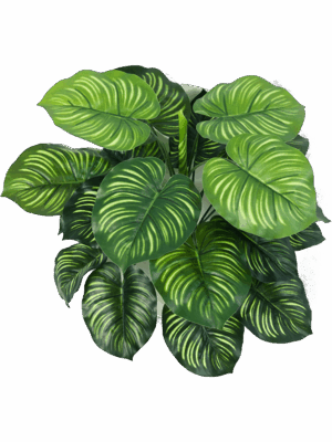 Calathea