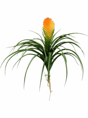 Bromelia Vriesia