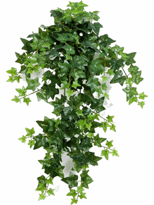 Ivy
