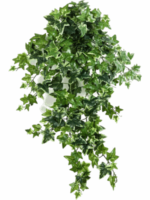 Ivy