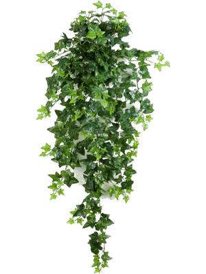 Ivy