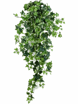 Ivy