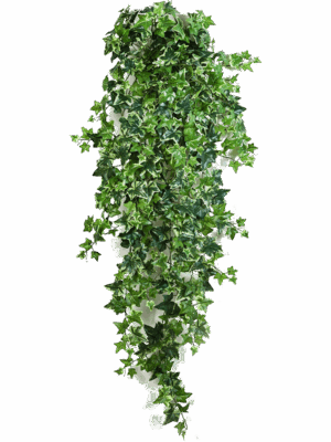 Ivy