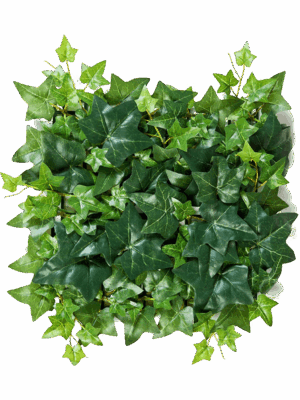 Ivy