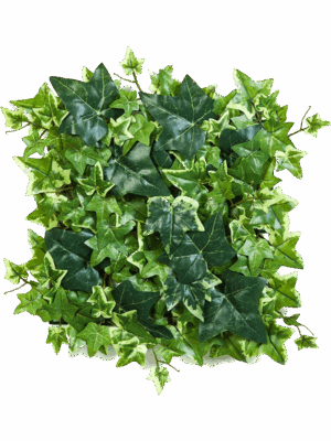 Ivy