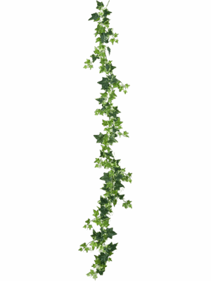Ivy