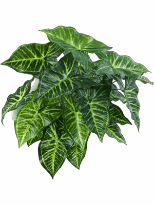Philodendron