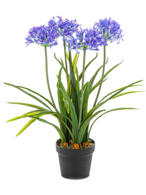 Agapanthus