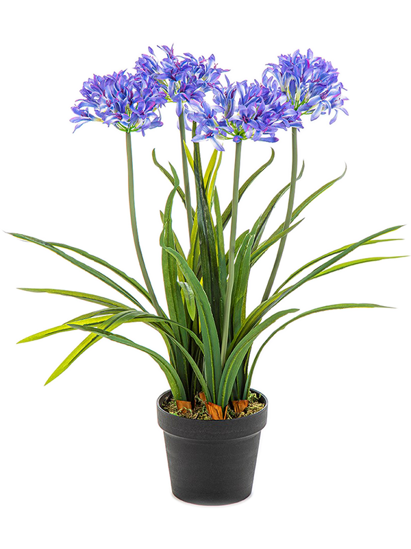 Agapanthus