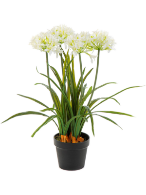 Agapanthus