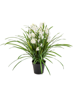 Wild Orchid