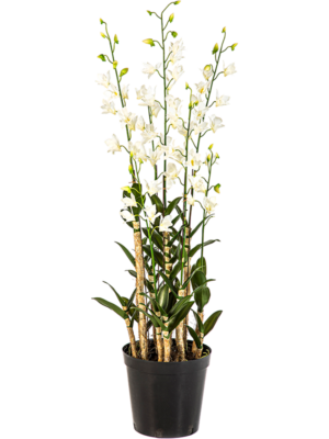 Orchid Dendrobidium