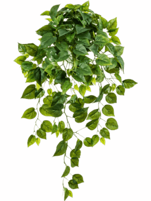 Philodendron